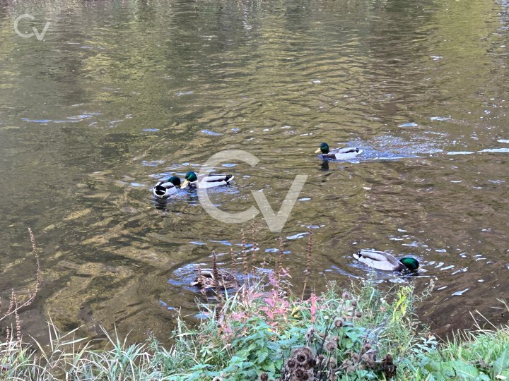 Ducks